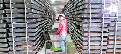     脫貧群眾在黨建共同體基地黃粉蟲養殖車間務工。