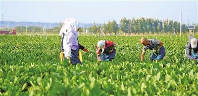     原州區冷涼蔬菜基地是農民增收的希望田野。