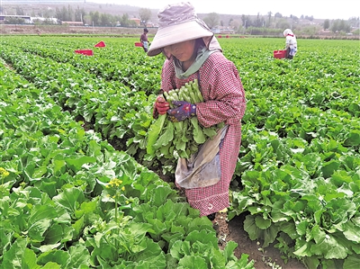     萬崖村露地蔬菜標準化種植基地，村民采摘菜心。