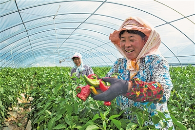     通過土地流轉(zhuǎn)、入園務(wù)工、蔬菜種植帶動(dòng)農(nóng)民增收。