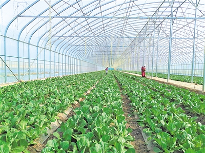     蔬菜綠色標(biāo)準(zhǔn)園輻射帶動(dòng)蔬菜產(chǎn)量、品質(zhì)和品牌提升。