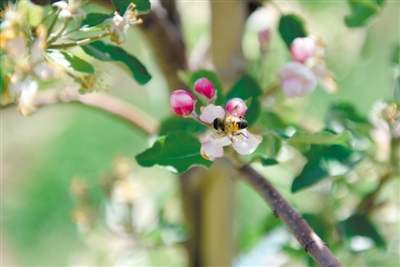 <p>　　岸邊蘋果花爭相吐蕊，引來蜜蜂采蜜忙。</p>