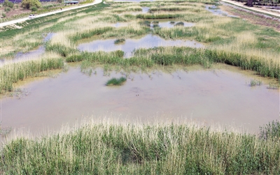 <p>　　←河道里水草豐茂，水質(zhì)清澈。</p>