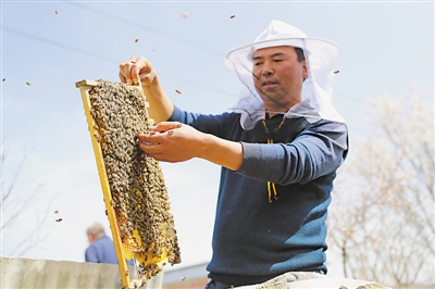 <p>　　固原市涇源縣養蜂專業戶冶連榮檢查蜂群的生長情況。涇源縣把中蜂養殖作為精準脫貧的主導產業來抓，通過“黨支部+合作社+養殖戶（貧困戶）”的發展模式，為1015戶建檔立卡戶打造“短期能增收、長期能致富”的產業脫貧之路，確保如期完成預期脫貧任務。</p>