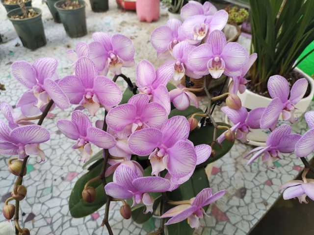 平羅縣：花卉市場“春意盎然”