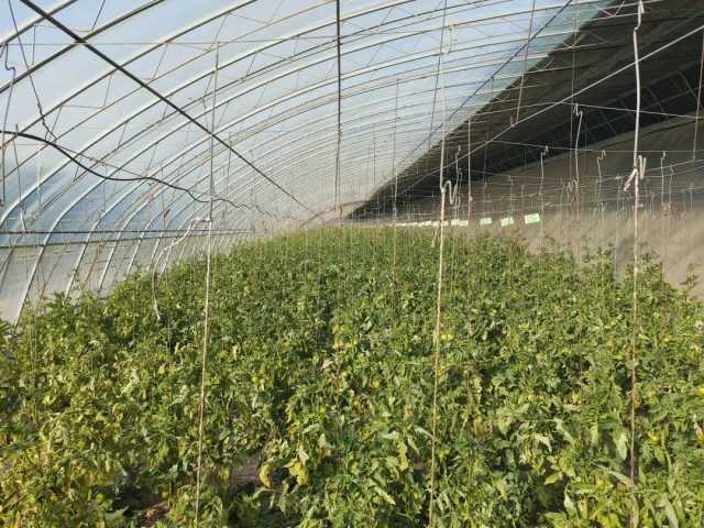 新春走基層丨平羅縣：科技賦能番茄“選秀”