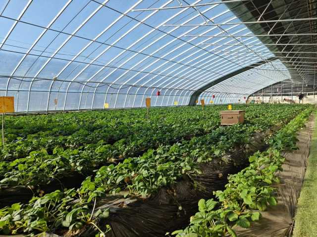 新春走基層丨平羅縣頭閘鎮：瓜果冬種搶市場 搭起增收“聚寶棚”