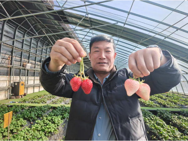 新春走基層｜打破村界謀共富?平羅頭閘跨村共建3200畝五彩種博園