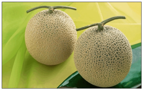 莎妃蜜瓜 (2).jpg