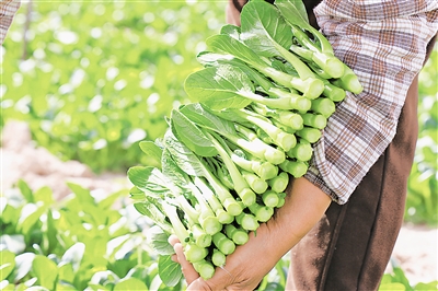     賀蘭縣產的菜心暢銷區(qū)內外。